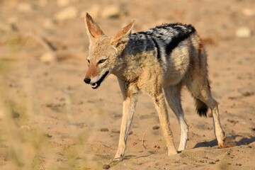 Blackbacked jackal, Kgalagadi TFP, South Africa