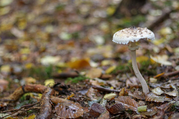 Mushrooms in autumn in the forest