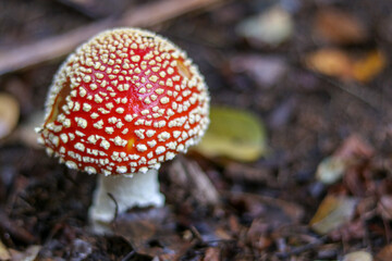 Mushrooms in autumn in the forest