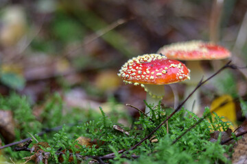 Mushrooms in autumn in the forest