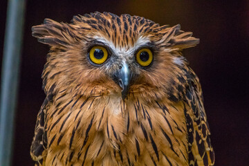 eagle owl portrait