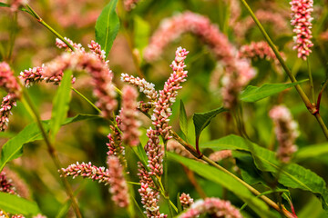 Plant with many small pink flowers in spring.
