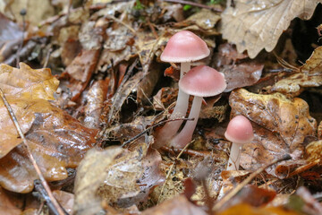 Mushrooms in autumn in the forest