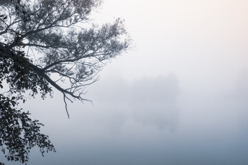 Lake in morning light covered with fog, captivating willow trees on the side. Beautiful landscape of plain river. Mystic foggy swamp. Beautiful tranquil landscape of misty swamp lake with fog.