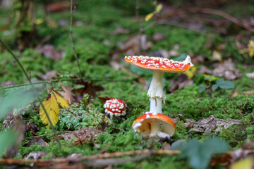 Mushrooms in autumn in the forest