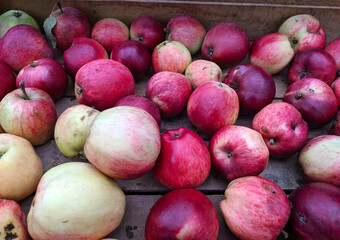 ripe apples in a box
