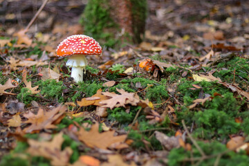 Mushrooms in autumn in the forest