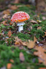 Mushrooms in autumn in the forest