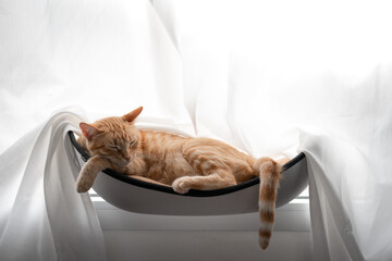 gato atigrado de color marron duerme profundamente en una hamaca junto a la ventana