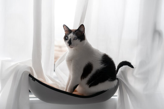 gato gordo blanco y negro sentado en una hamaca junto a la ventana
