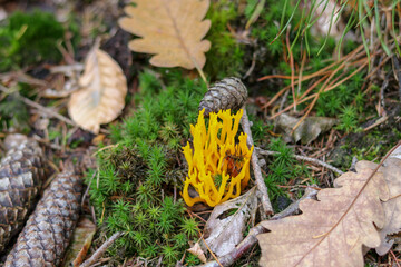 Mushrooms in autumn in the forest