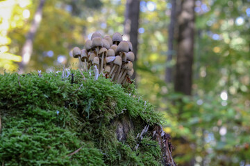 Mushrooms in autumn in the forest