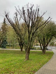 tree with fallen leaves in the park