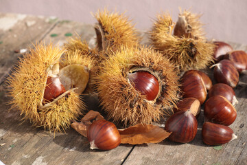 chestnuts isolated for background