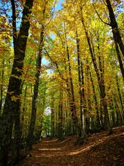 Bosque de castaños El Tiemblo en otoño
