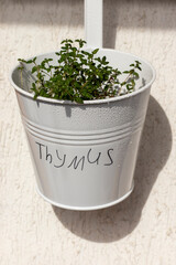 Young sprouts of thymus growing in a pot hanging on balcony wall. Natural light. Soft selective focus.