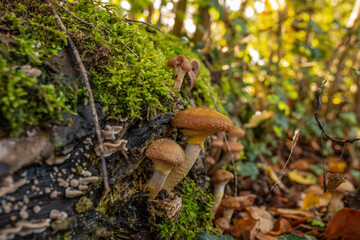 pilz