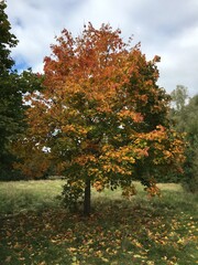 Fototapeta na wymiar Rot-orange verfärbter Kastanienbaum im Park links der Weser in Bremen