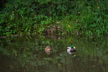 2020-10-24 TWO MALLARD DUCKS FLOATING IN A EDDY ON THE ISSAQUAH CREEK
