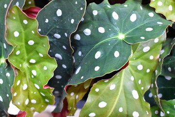 A spotted green leaves background 