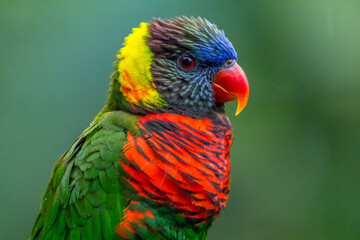 The rainbow lorikeet or Trichoglossus moluccanus