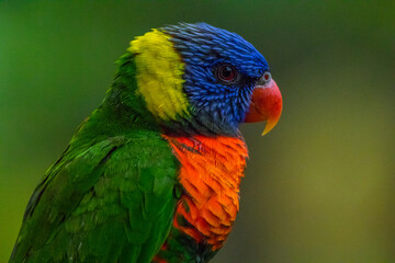 The rainbow lorikeet or Trichoglossus moluccanus