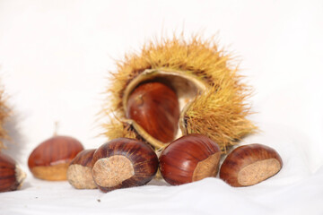 chestnuts thorns shell  isolated for background