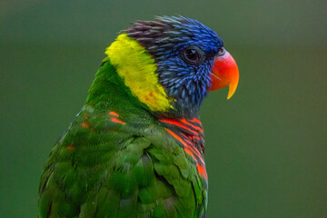 The rainbow lorikeet or Trichoglossus moluccanus