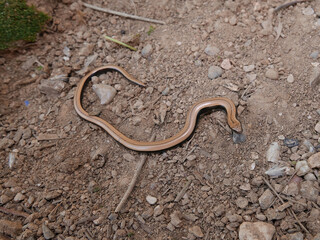 Closeup of an Anguis fragilis, reptile called also Slowworm,blindworm is a legless lizard