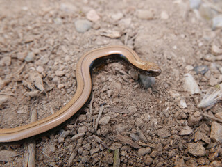 Closeup of an Anguis fragilis, reptile called also Slowworm,blindworm is a legless lizard