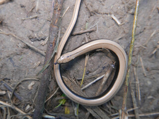Closeup of an Anguis fragilis, reptile called also Slowworm,blindworm is a legless lizard