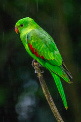 green parrot on a branch