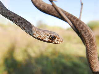 closeup of a head/eye of a snake, Malpolon monspessulanus, montpellier snake
