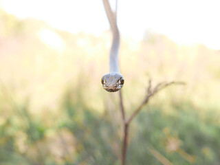 closeup of a head/eye of a snake, Malpolon monspessulanus, montpellier snake