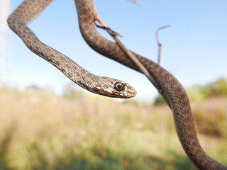 Naklejka na ściany i meble closeup of a head/eye of a snake, Malpolon monspessulanus, montpellier snake