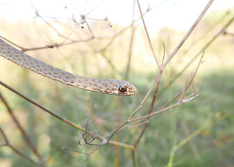 closeup of a head/eye of a snake, Malpolon monspessulanus, montpellier snake