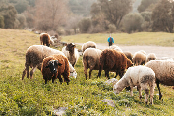 Rural farm animals sheep and goats grazing during sunset, farm cattle outdoors, portrait close up. Scenic countryside with domestic animals