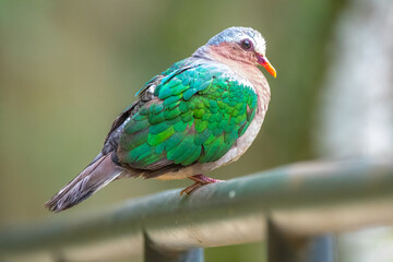 bird on the branch