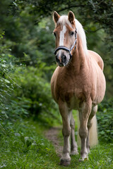 Obraz na płótnie Canvas Haflinger Pferd in der Natur, Senior , isoliert HQ 300 DPI