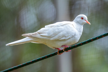 white  pigeon on a branch
