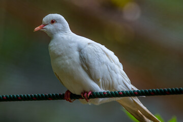 white  pigeon on a branch