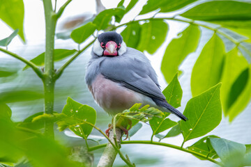 The Java sparrow also known as Java finch, Java rice sparrow or Lonchura oryzivora
