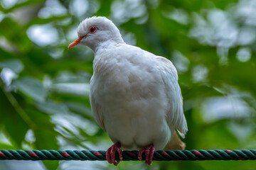 white  pigeon on a branch