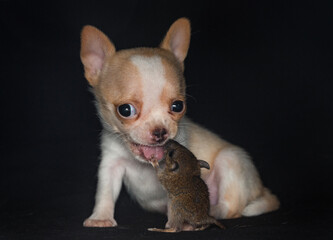 A chihuahua puppy is playing with a mouse.