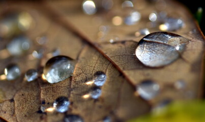 Herbstlaub nach dem Regen