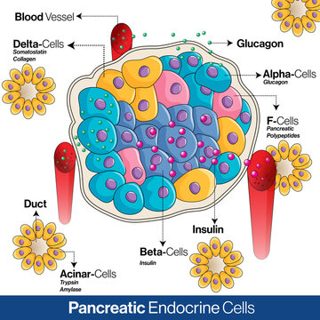 Pancreatic endocrine system anatomy, alpha, beta and delta cells secreting  glucagon, insulin, and somatostatin vector illustration 