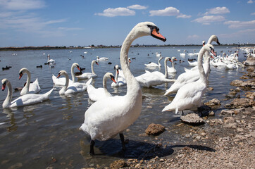 White swan closes. Swan on the background of a flock of swans