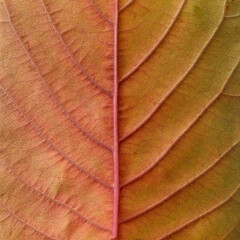 Autumn leaf macro, square shape frame. Flat lay