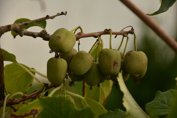 actinidia arguta, the hardy kiwi at its point of maturation