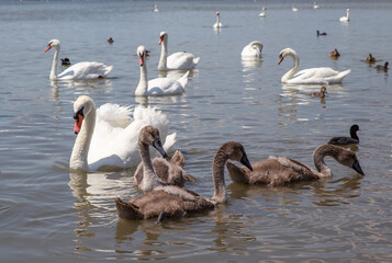 
Little swan chicks swim next to their parents.